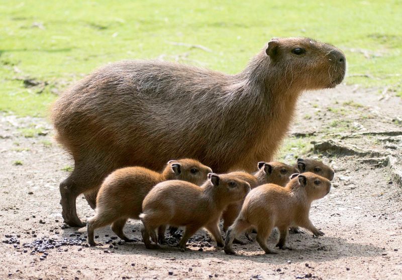Avatar capybara dễ thương trên nền trái tim màu hồng đốn tim 
