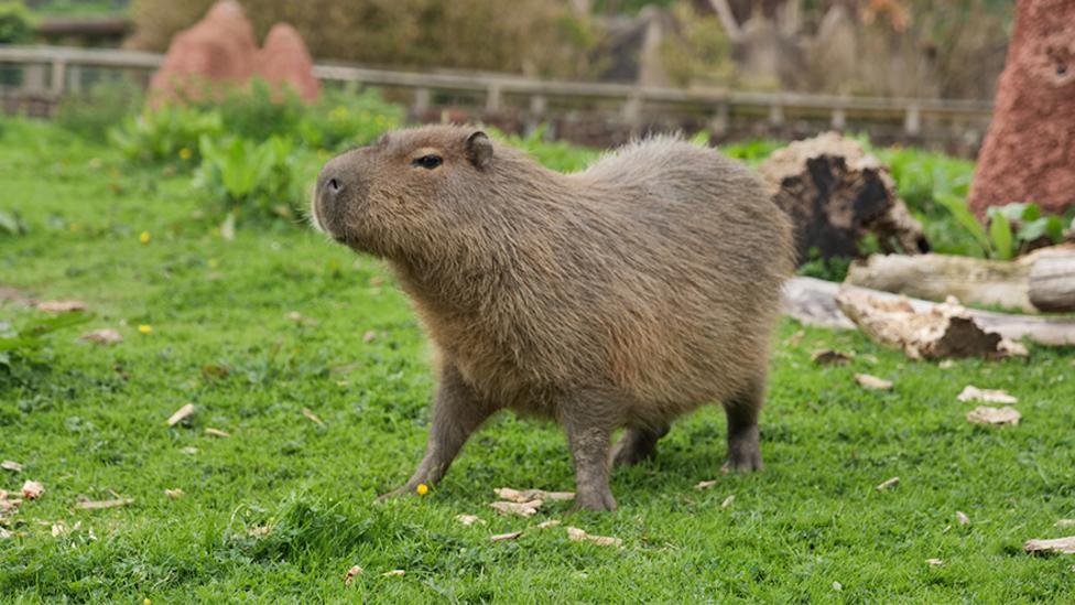 Những bức ảnh avatar capybara cute cực "đốn tim"